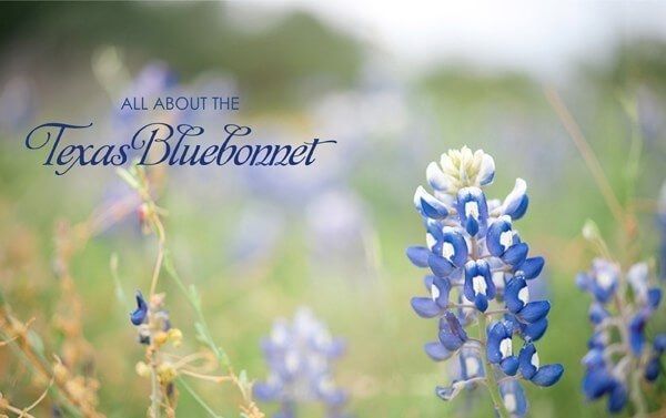 Close-up of Texas bluebonnets in a field, with 