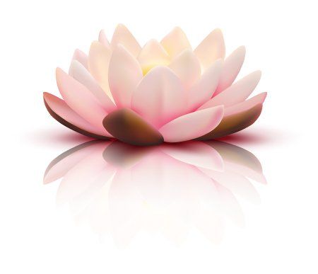 all-care-wellness-lotus