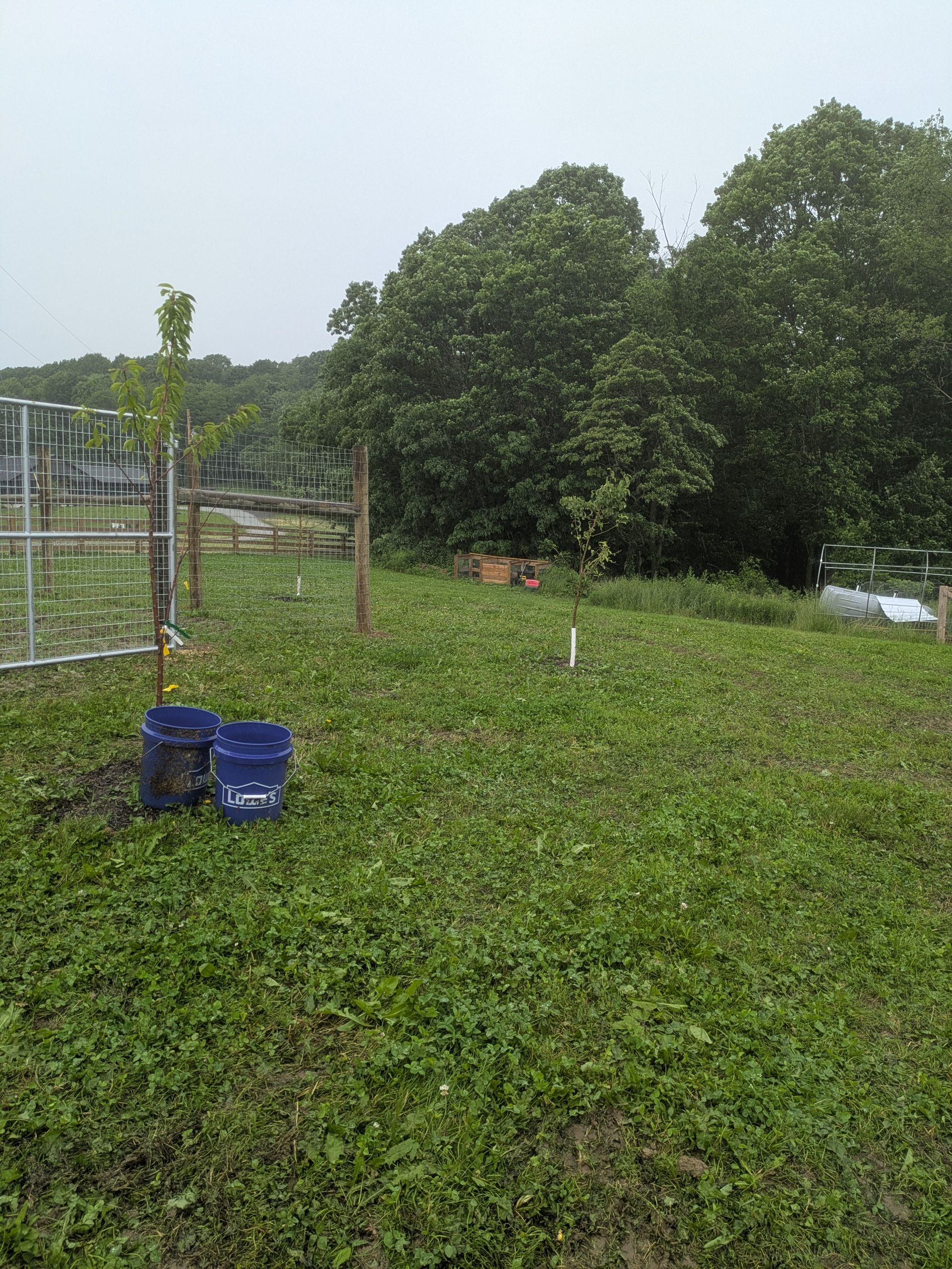 Two blue buckets are sitting in the middle of a grassy field.