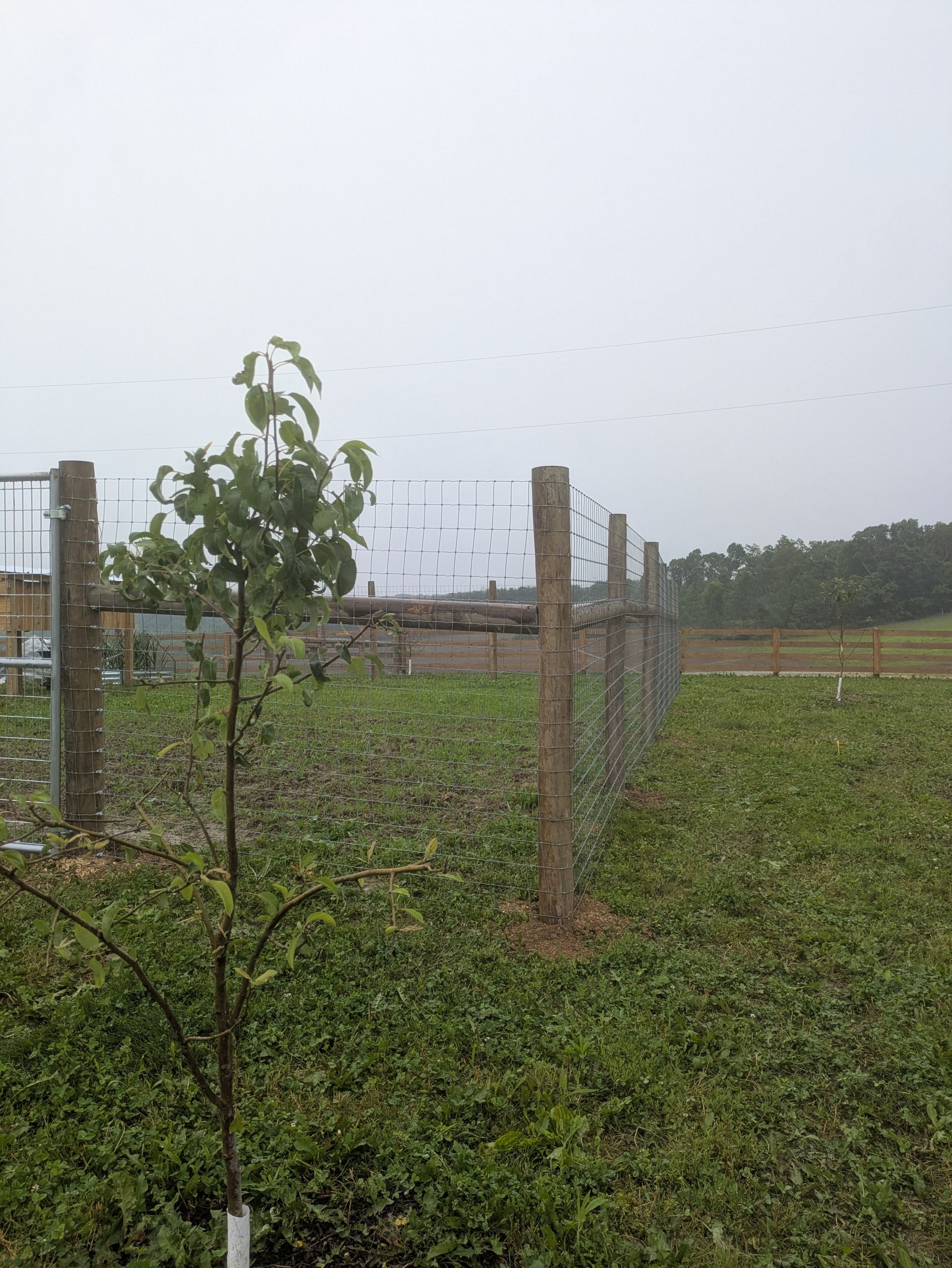 A small tree is growing in a field next to a chain link fence.