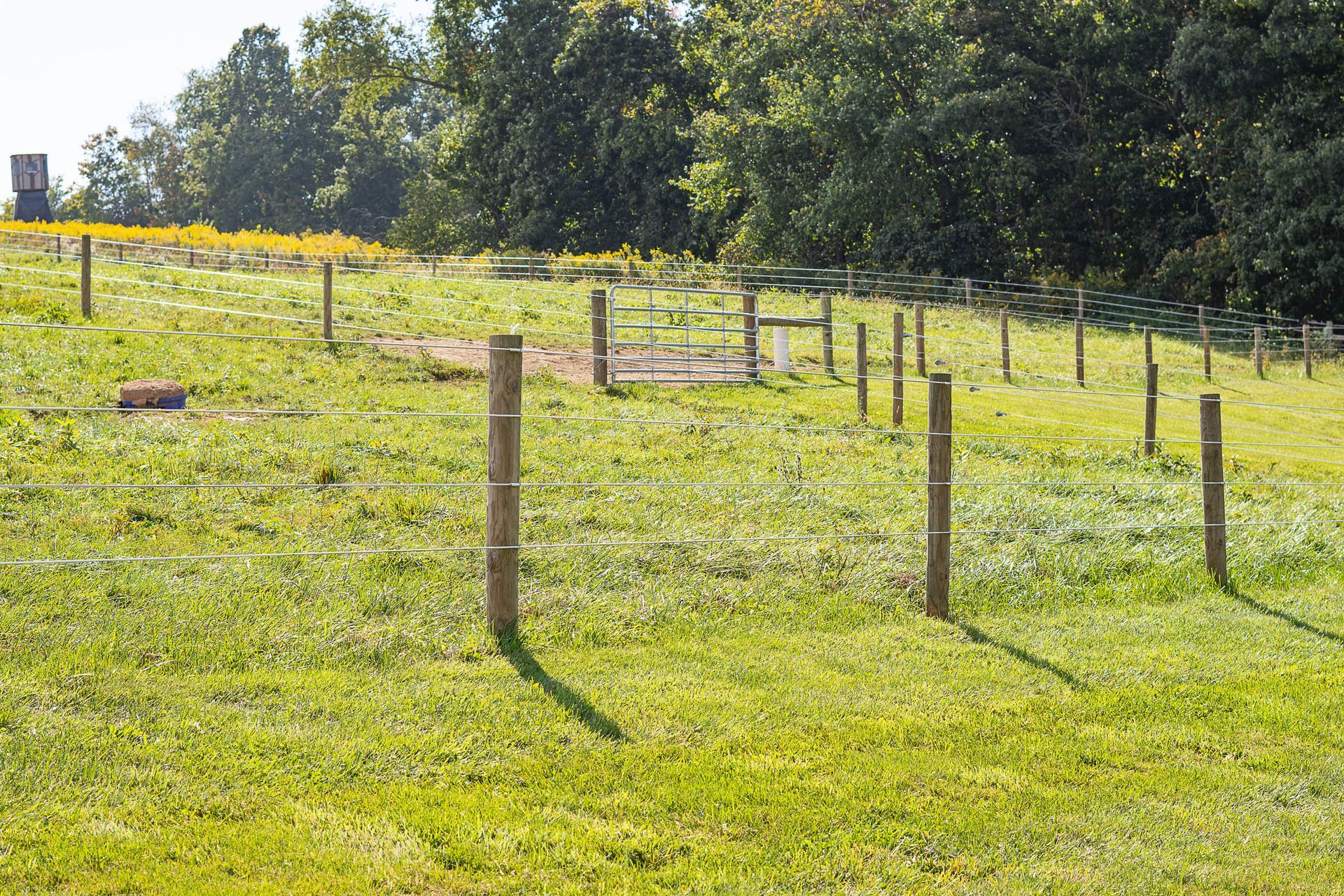 A fence surrounds a grassy field with trees in the background.
