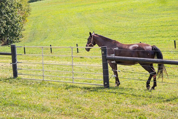A horse is walking behind a fence in a field.