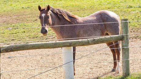 Horse standing behind a farm fence
