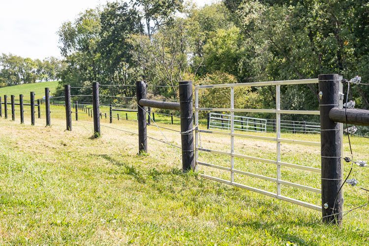 A wooden fence surrounds a grassy field with trees in the background.