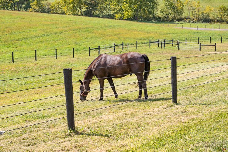 A horse is grazing in a field behind a barbed wire fence.