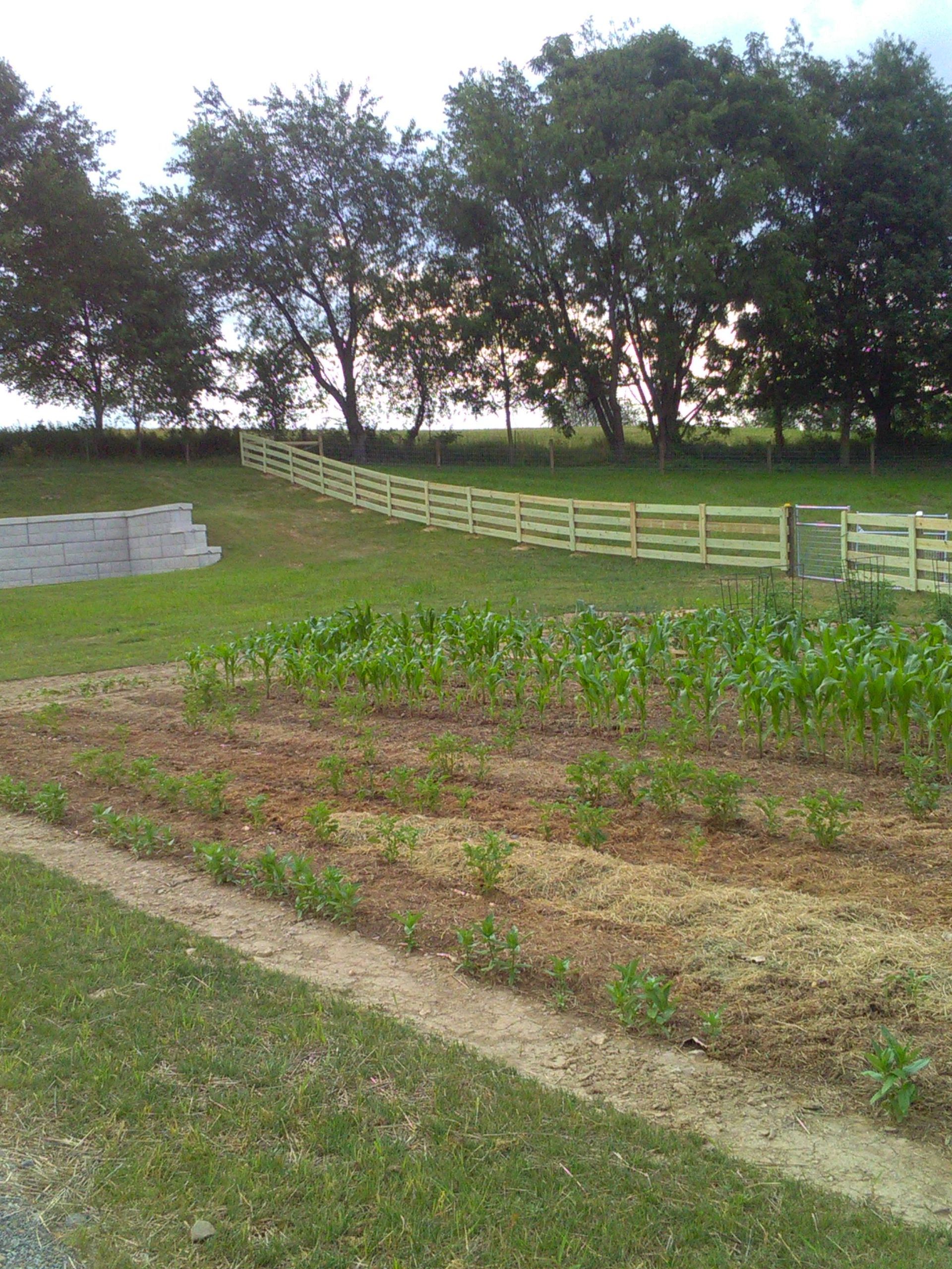 A field with a wooden fence and rows of plants