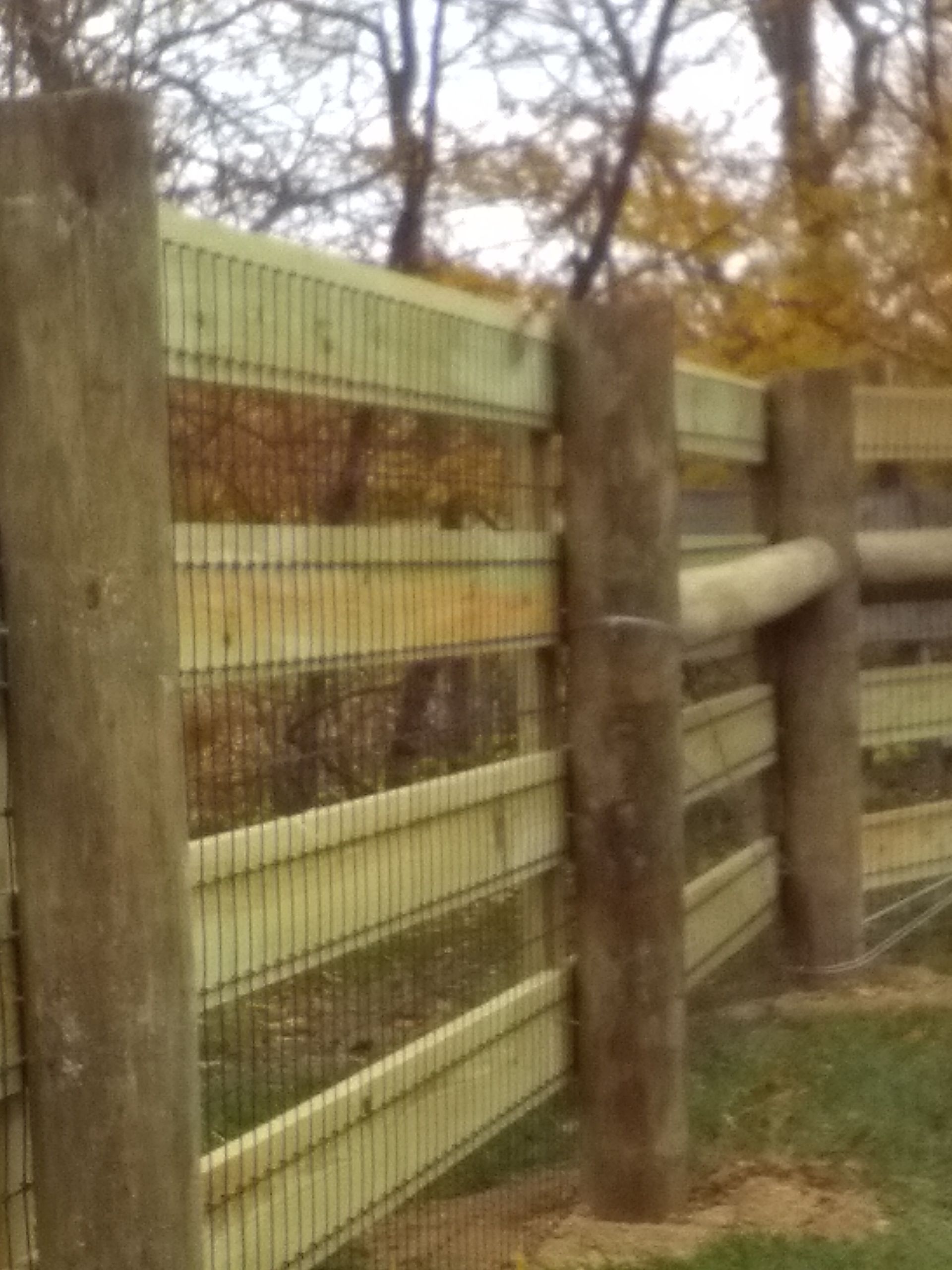 Wood fence with wires