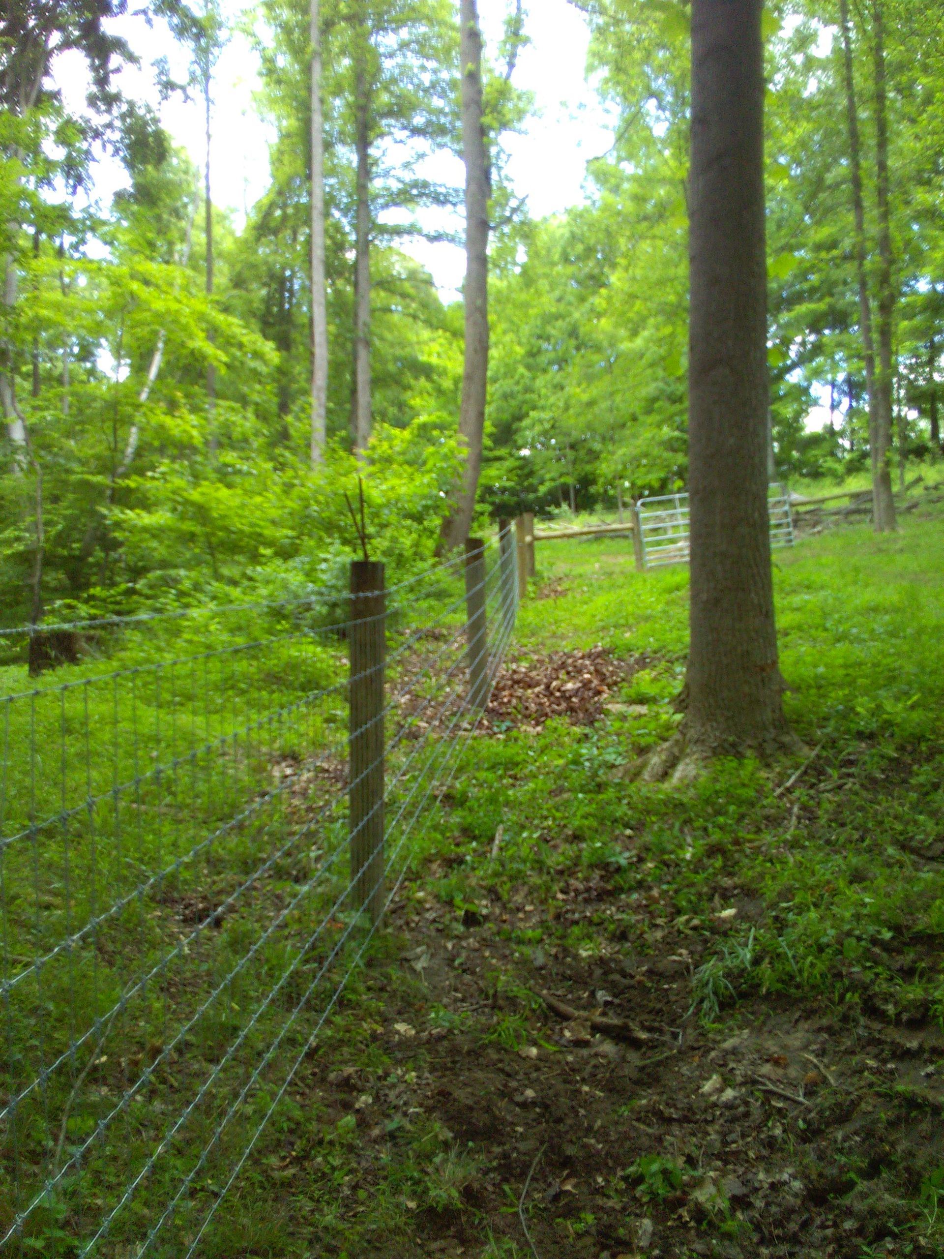 A barbed wire fence surrounds a lush green forest