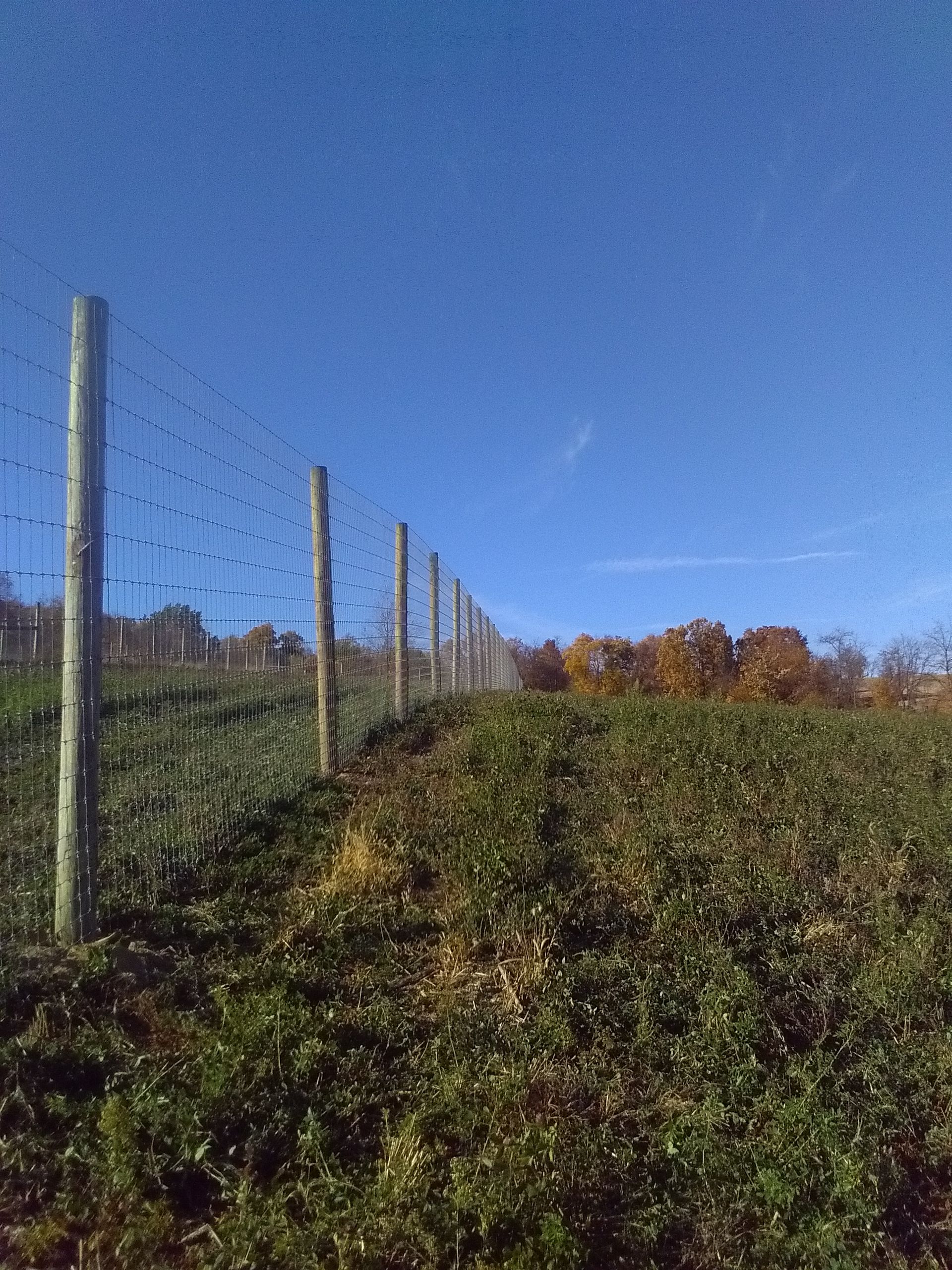 A fence surrounds a grassy field on a sunny day
