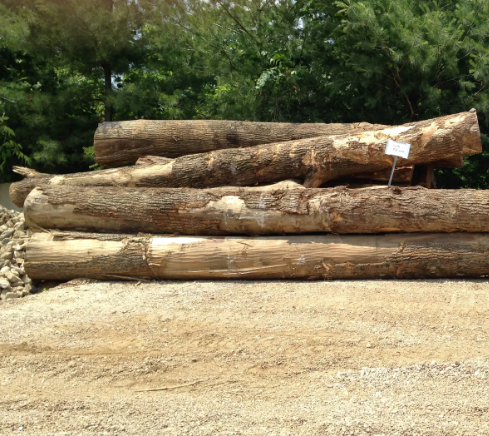 Logs stacked outdoors on gravel, with trees in the background.