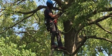 An arborist in a blue helmet and climbing gear works high up in the leafy branches of a large tree.
