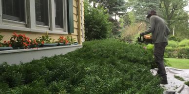 A person uses an electric hedge trimmer to prune a large green hedge next to a yellow house with window boxes.