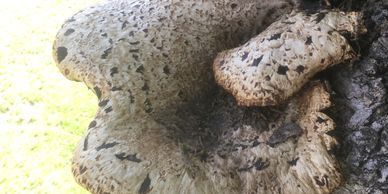 A large, pale shelf fungus with brown scaly markings growing from the side of a textured tree trunk.