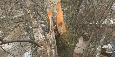 A tree trunk with a large, fresh vertical scar where bark has been stripped away, revealing orange-colored inner wood.