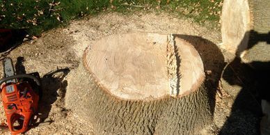An orange chainsaw sits next to a large, freshly cut tree stump on a grassy lawn with wood chips scattered around.