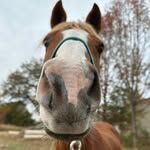 Close-up of a brown horse wearing a teal halter, standing outdoors with trees in the background