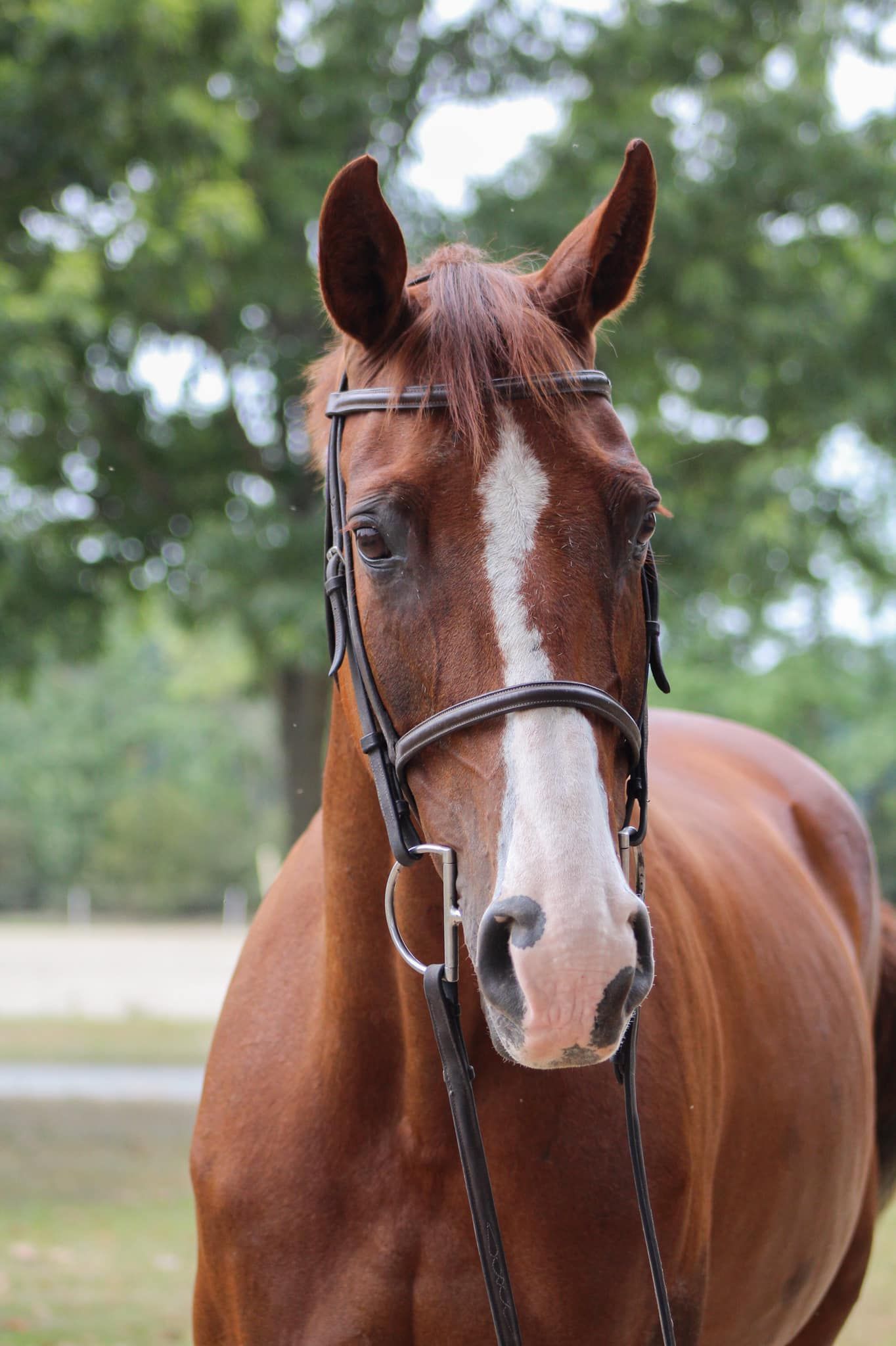 Brown horse with bridle standing outdoors in front of blurred trees.