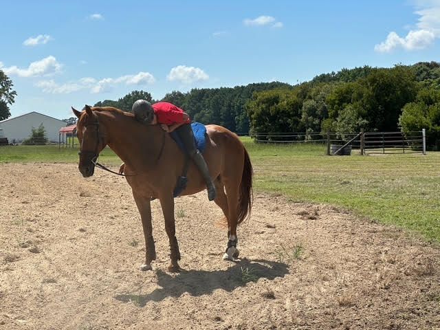 Person leaning over a chestnut horse in a sunny paddock