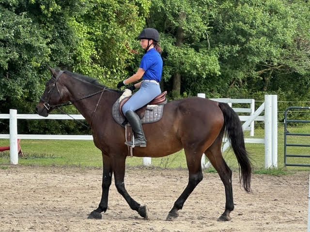 Person riding a dark brown horse in an outdoor arena with white fencing and green trees