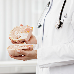 A doctor is holding a model of a human brain