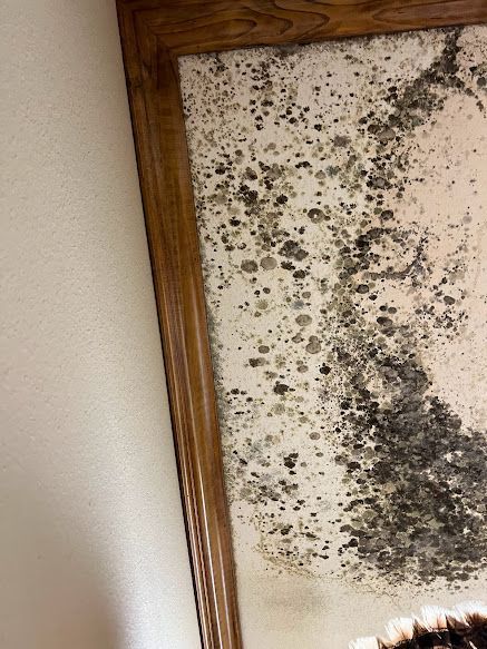 Mold remediation