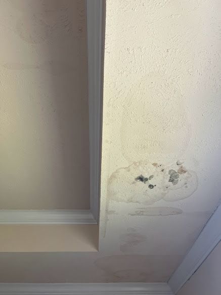 Mold remediation
