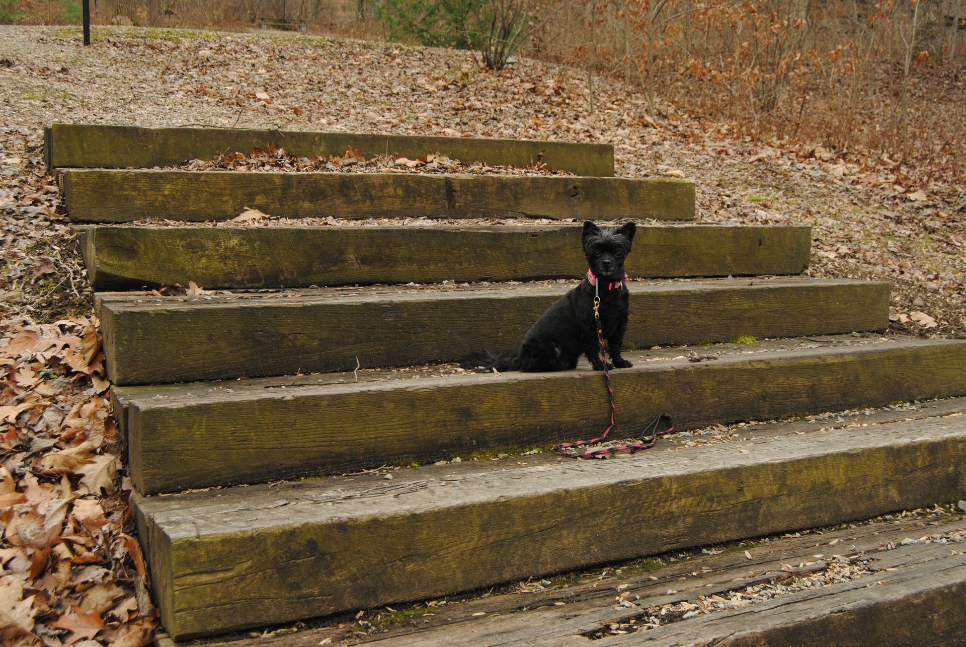 small black dog