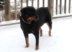 Rottweiler training service