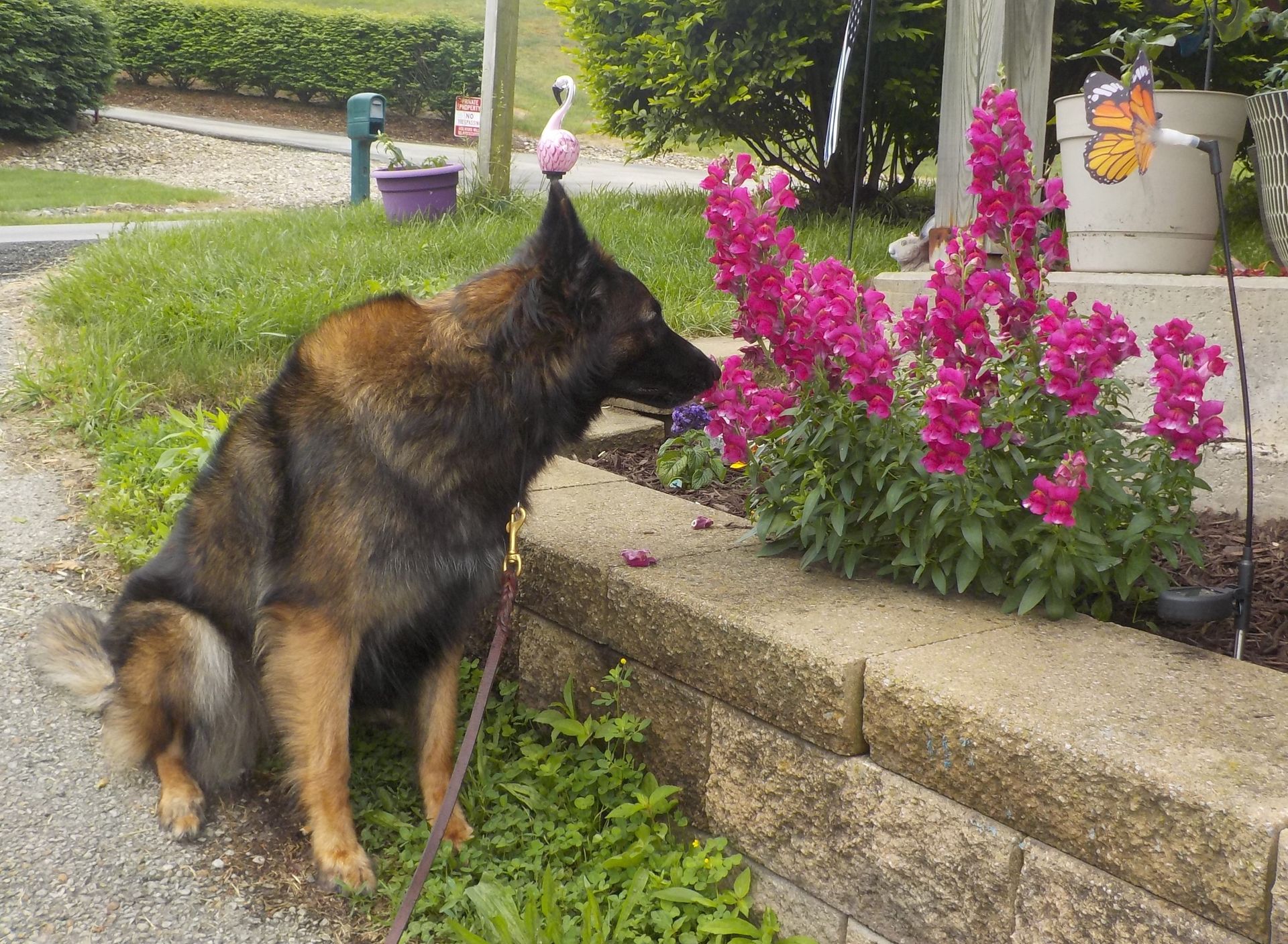 A german shepherd dog is sniffing a pink flower in a garden.