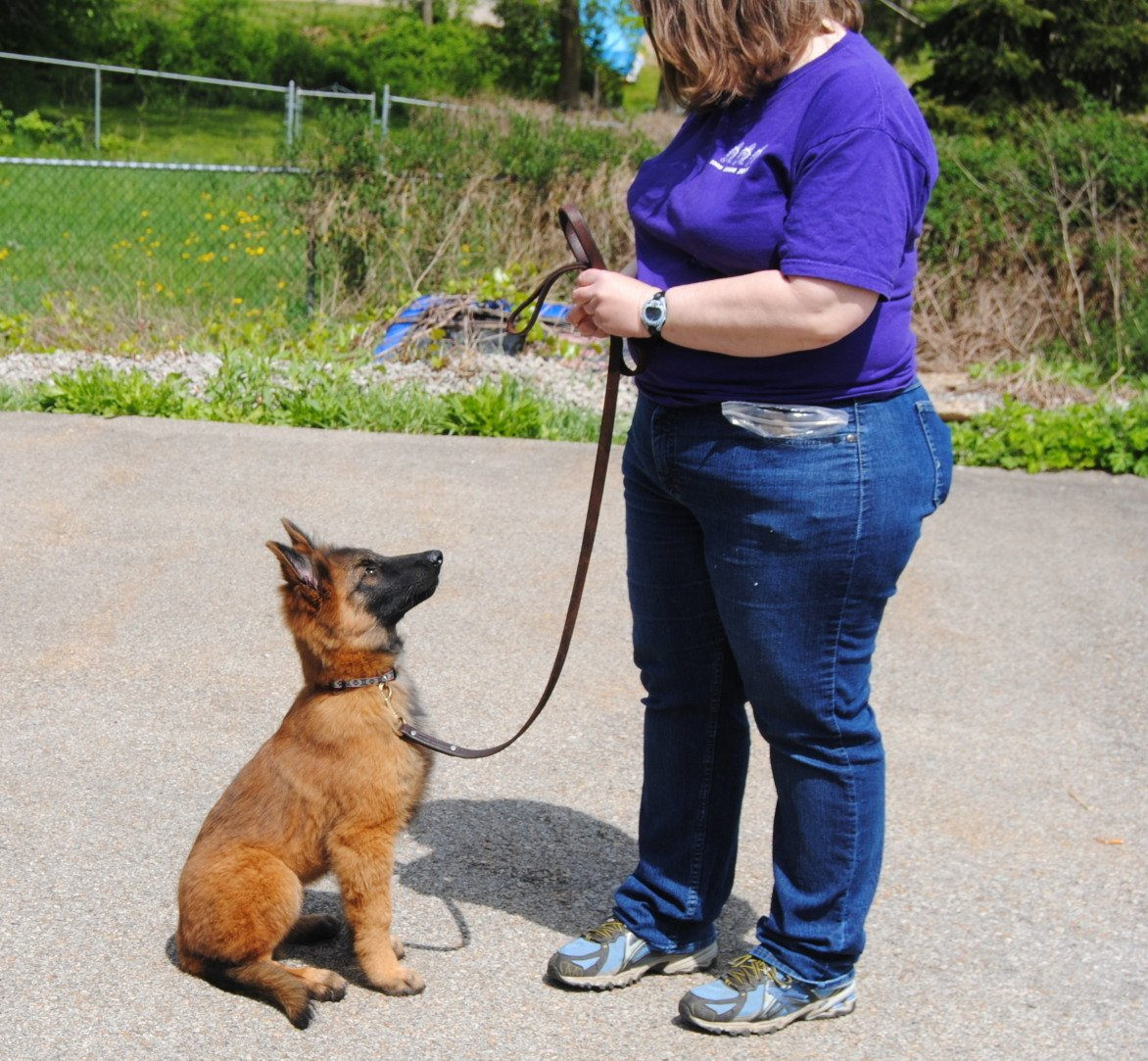 Pet training service