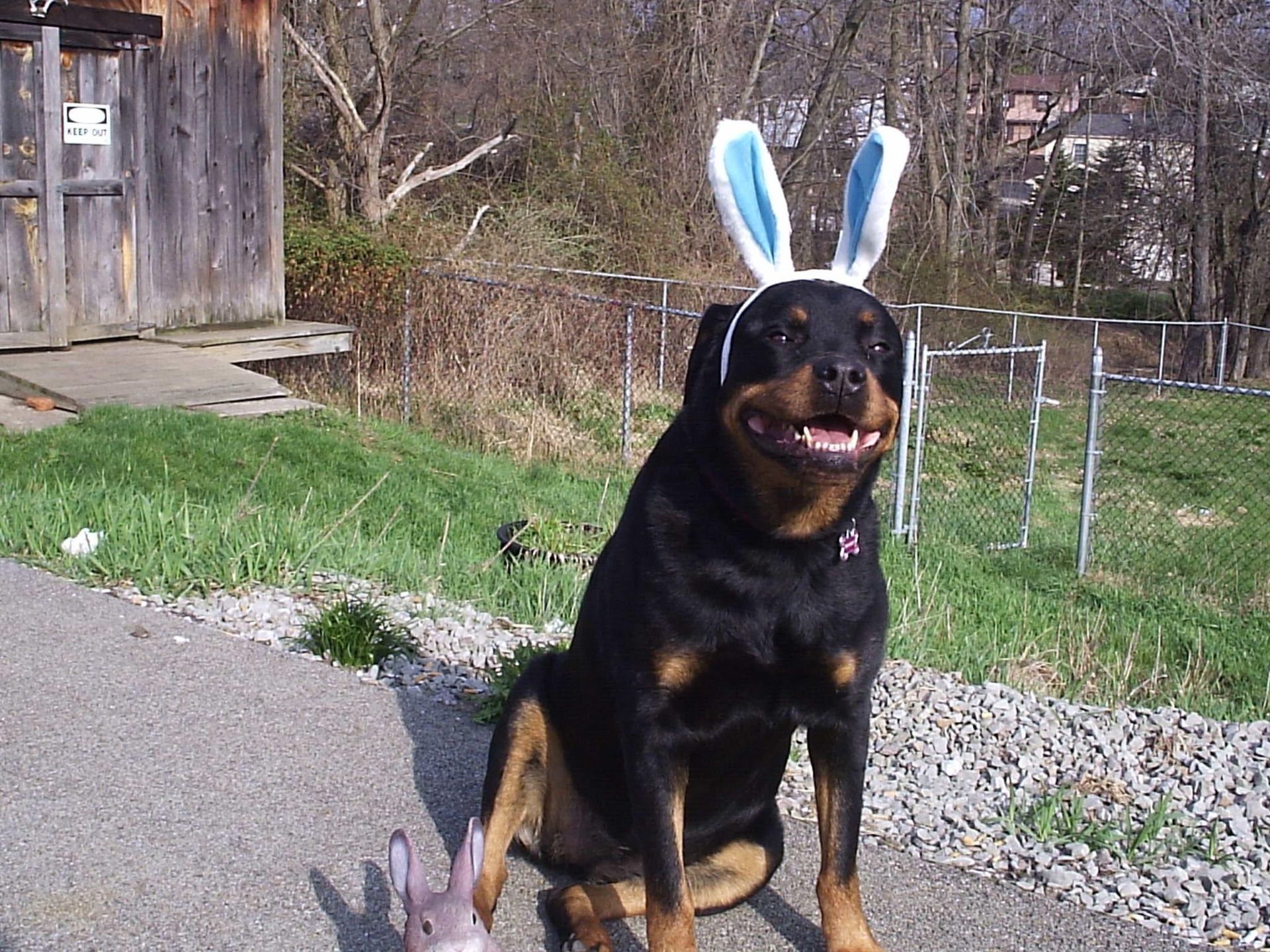 A dog wearing bunny ears next to a small rabbit