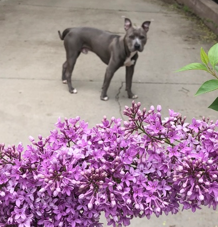 Dog training service