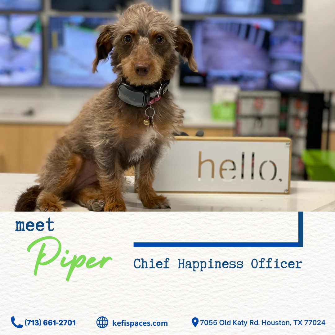 Piper, the Chief Happiness Officer, sits next to a "hello" sign. The dog is brown and wearing a collar.