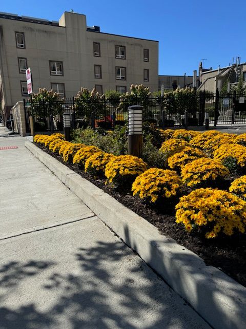 A row of yellow flowers in front of a building