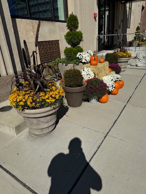 A shadow of a person is cast on a sidewalk surrounded by potted plants and pumpkins