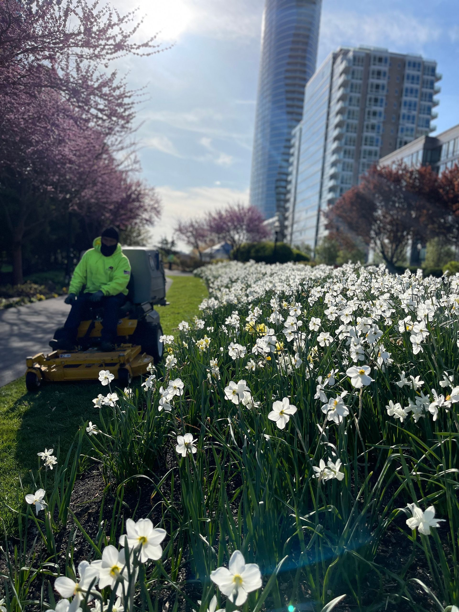 A man is riding a lawn mower through a field of white flowers.