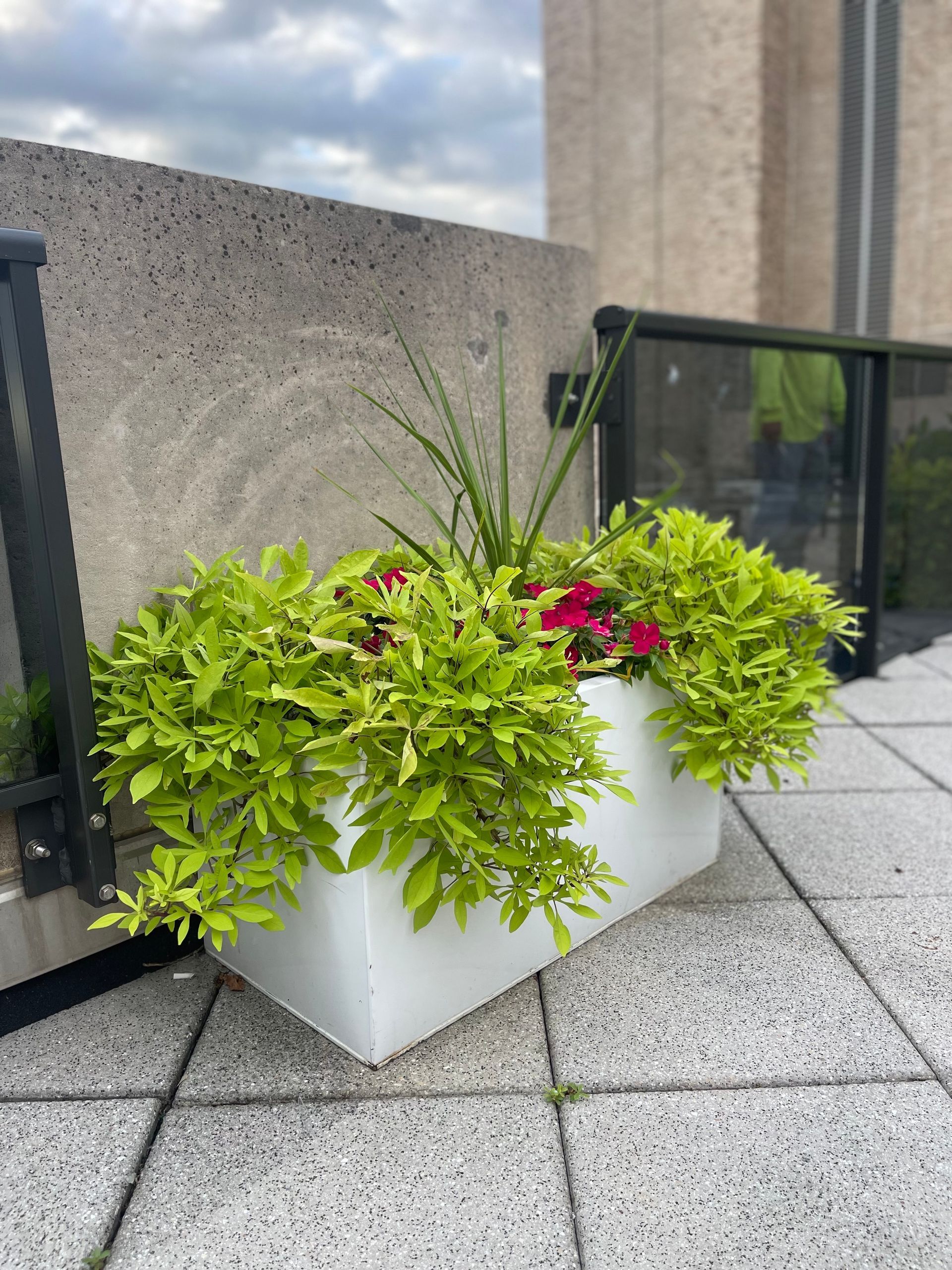 A white planter filled with green plants and red flowers on a balcony.
