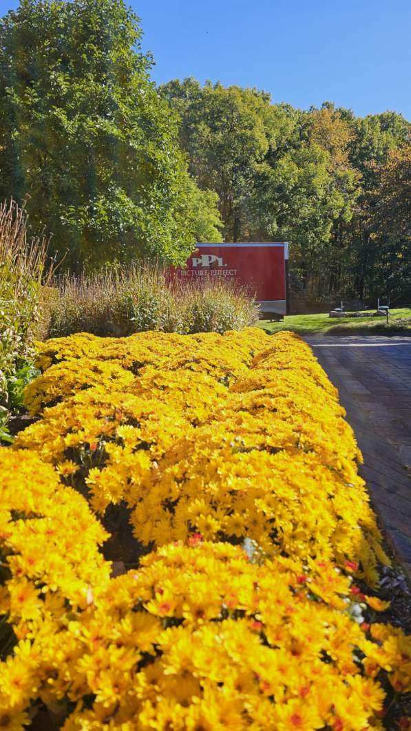 A row of yellow flowers along the side of a road.