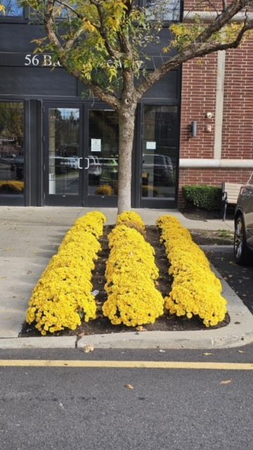 A row of yellow flowers in front of a building