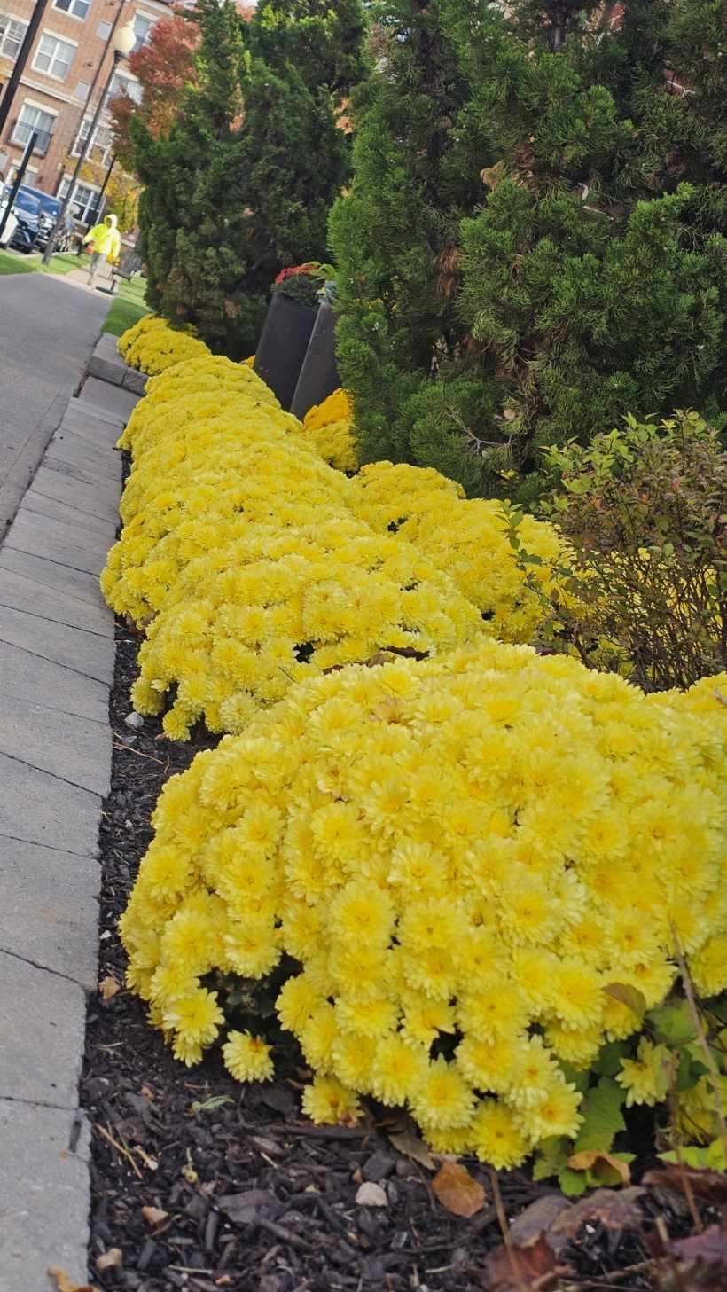 A row of yellow flowers growing on the side of a road.