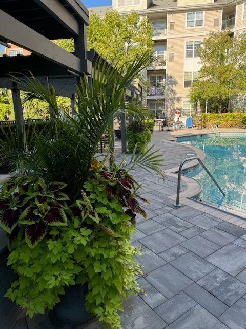 A large potted plant sits next to a swimming pool