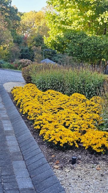 A row of yellow flowers growing on the side of a road.
