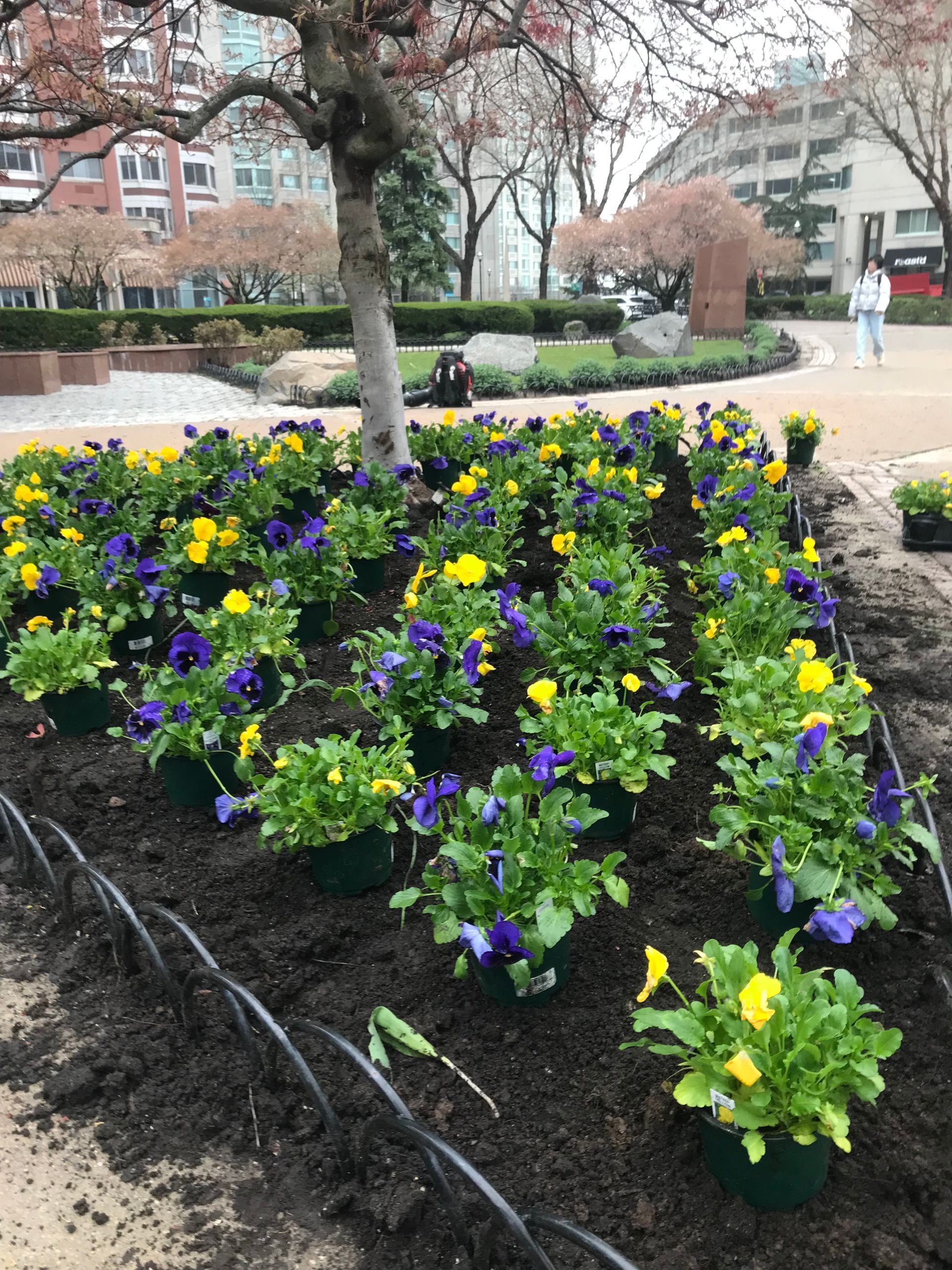 A bunch of purple and yellow flowers are growing in a garden.