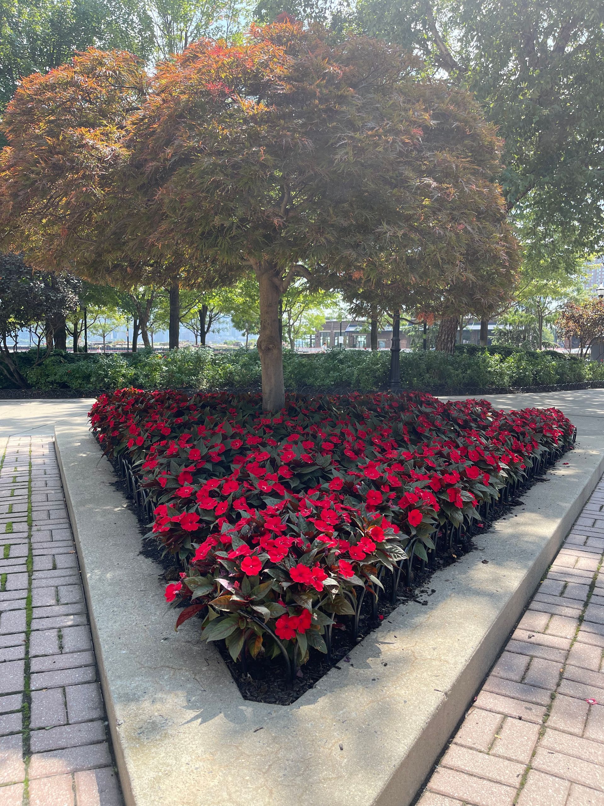 A heart shaped flower bed with red flowers and a tree in the background.