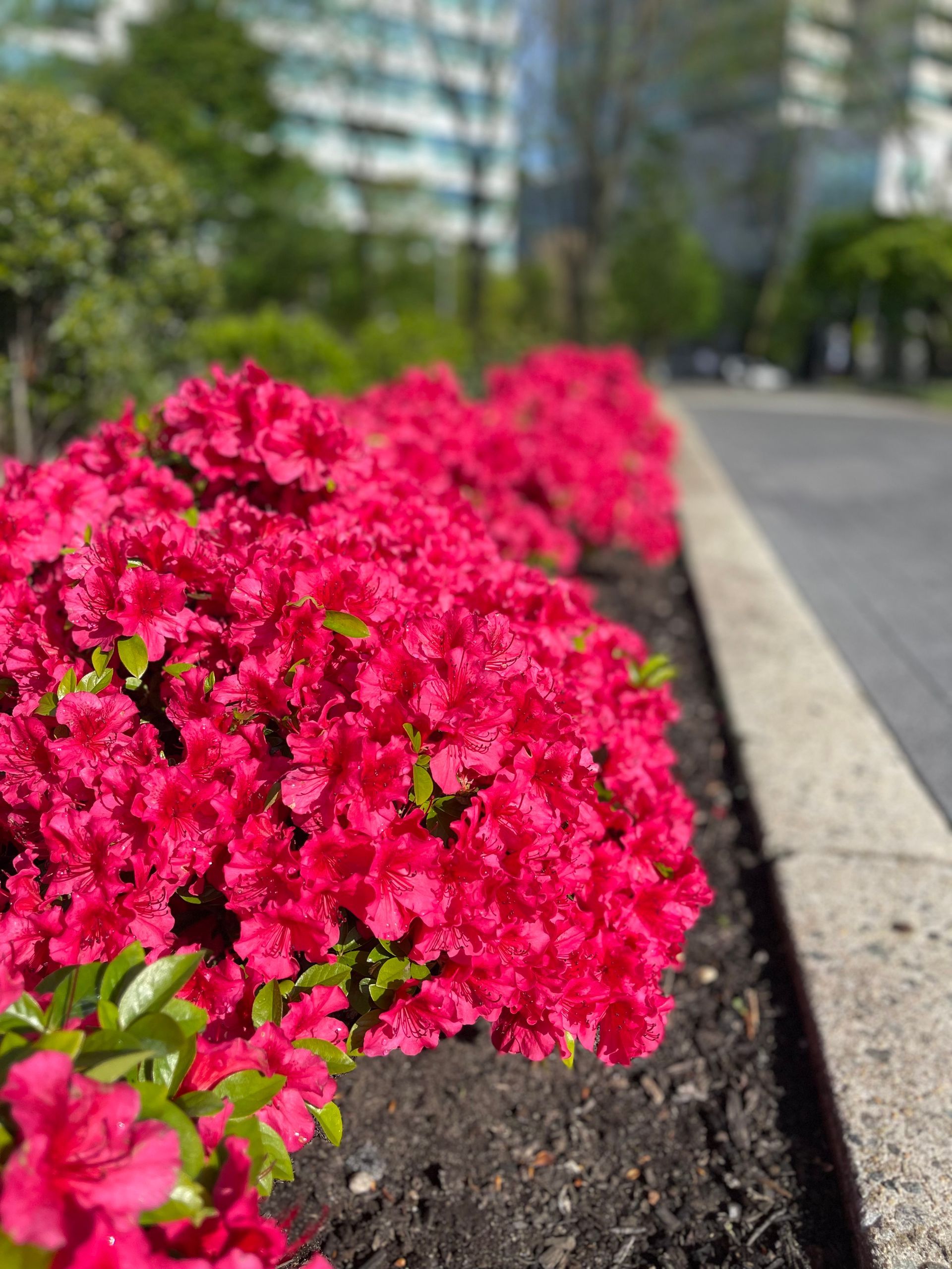 A row of pink flowers growing on the side of a road.