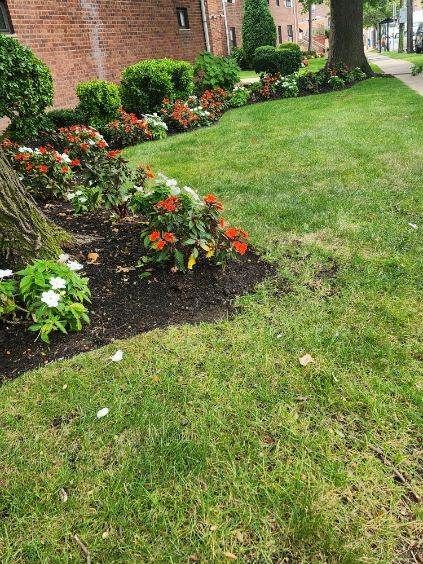 A lush green lawn with flowers in the foreground and a tree in the background.