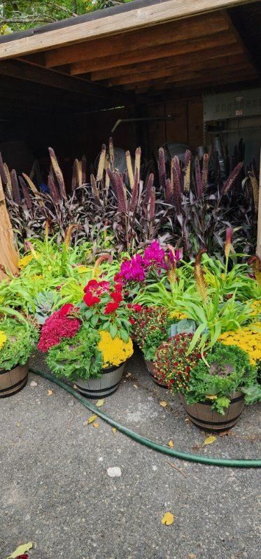 A bunch of potted plants are sitting on the ground in front of a house.
