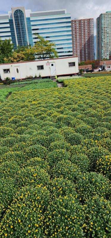 A field of yellow flowers with a building in the background.