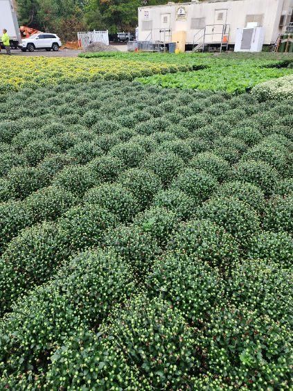 A large field of green plants growing in front of a building.