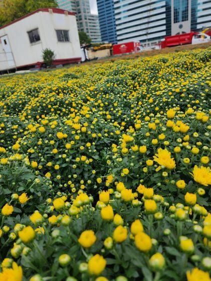 A field of yellow flowers with a building in the background